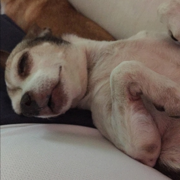 Meet your Posher, Bruce - Picture 5 of 12